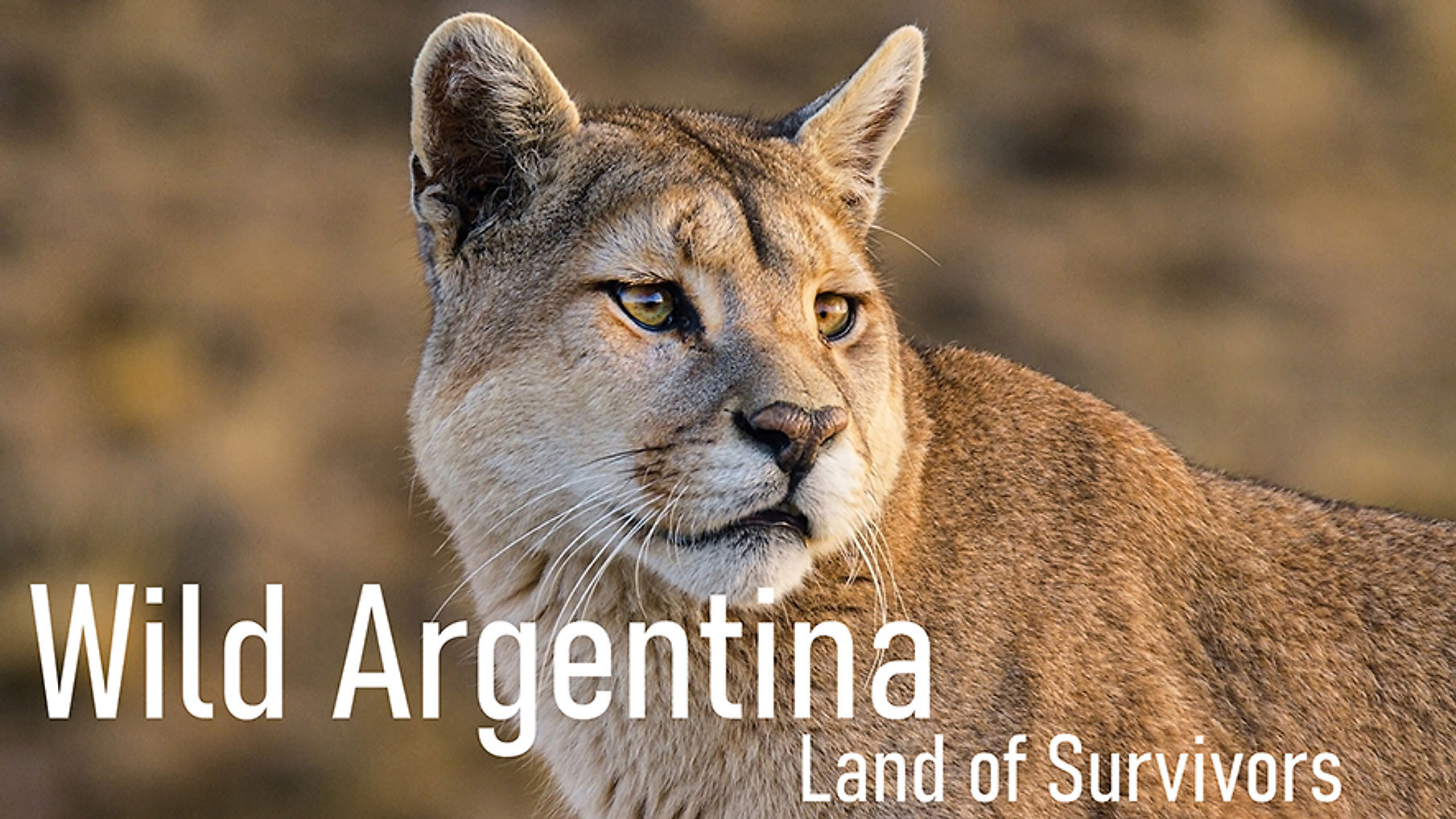 Wild Argentina - Land of Survivors